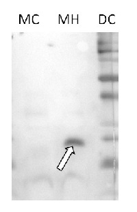 HSP23,6 | Heat shock protein 23,6 (mitochondrial) in the group Antibodies Plant/Algal  / Environmental Stress / Heat shock at Agrisera AB (Antibodies for research) (AS15 2980)